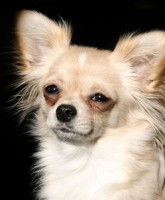 /album/civava/civava-chihuahua-jpg/